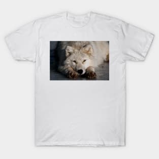 Arctic Video T-Shirt